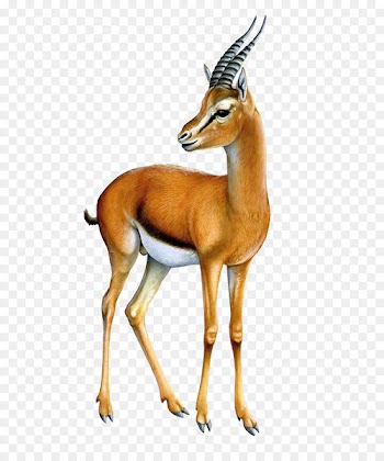 Thomson's gazelle Impala Springbok Antelope - gazelle 
