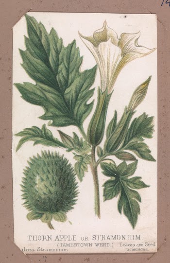 Thorn Apple or Stramonium from the Plants | Free Photo - rawpixel