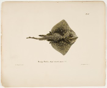 Thornback ray, male, 1836 - | Free Photo - rawpixel