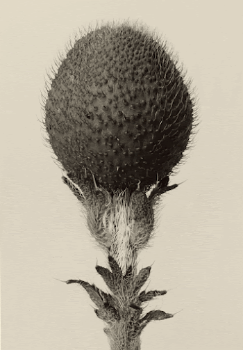 [Thorned bulbous plant]; Karl Blossfeldt | Free Photo - rawpixel