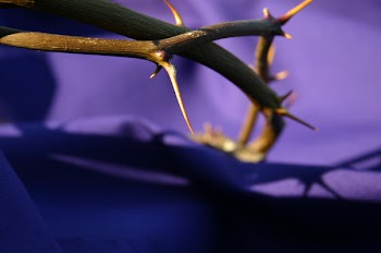 thorns_purple.jpg