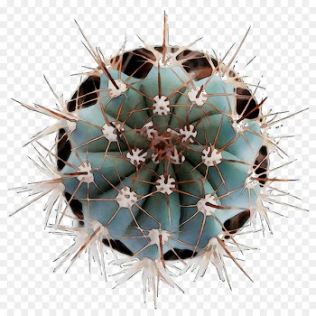 Thorns, spines, and prickles Strawberry hedgehog cactus Symmetry Echinocereus -  