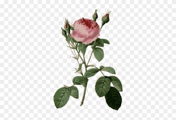 Thorny Roses And Rosebuds - Garden Roses Botanical Illustration