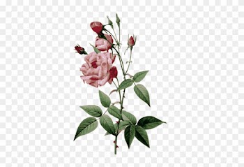 Thorny Roses - Pierre Joseph Redoute Roses Vulgaris
