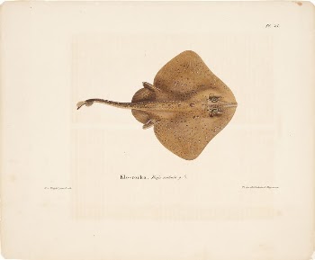 Thorny skate, female, 1836 - | Free Photo - rawpixel