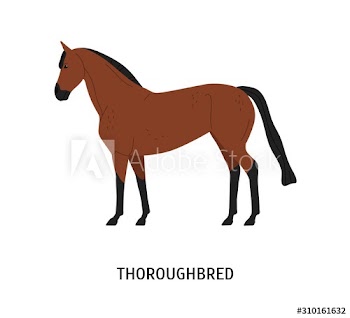 Thoroughbred horse flat vector illustration