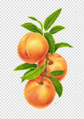 Three apple fruits transparent background PNG clipart