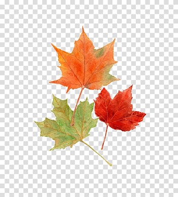 Three assorted-color maple leaves, Autumn Leaves Maple leaf Autumn leaf color Watercolor painting, Maple Leaf transparent background PNG clipart