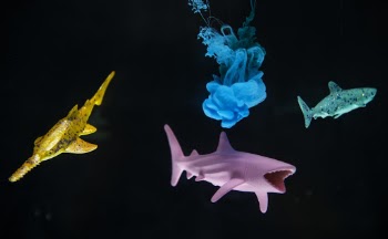 Three Assorted-color Sharks Digital Wallpaper