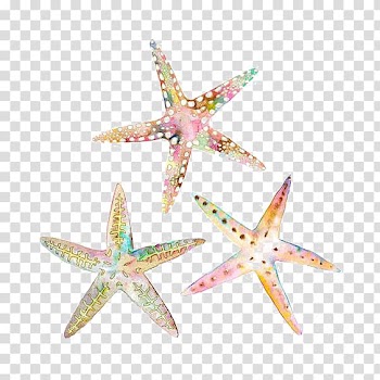 Three assorted-color starfishes, Watercolor painting Drawing Starfish Illustration, starfish transparent background PNG clipart