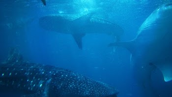 three assorted sharks under the water