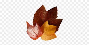 Three Autumn Leaves - Maple Leaf
