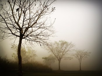 Three Bare Trees