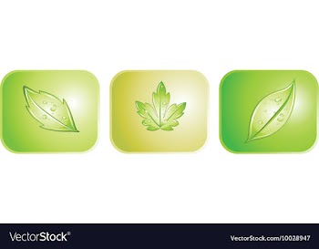 Three beautiful leaves vector image