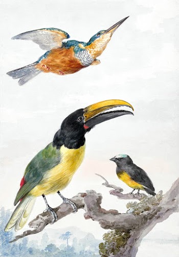 Three Birds: a Kingfisher, a Prince von… | Free public domain illustration