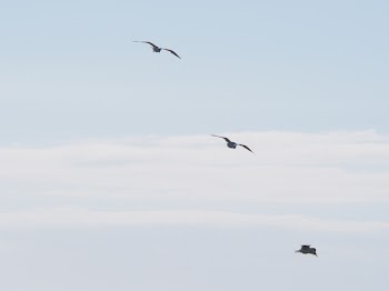 Three Birds Flying Under Blue Sky at Daytime