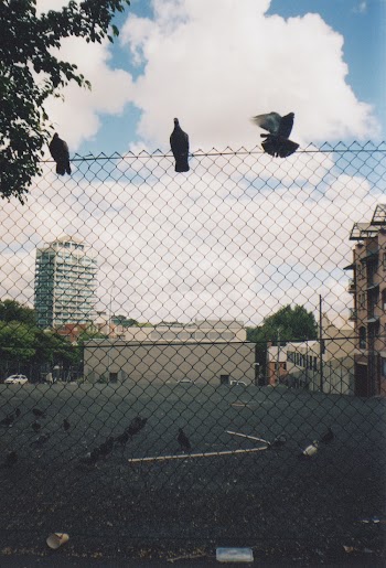 Three Birds on Black Fence Under White and Blue Skies