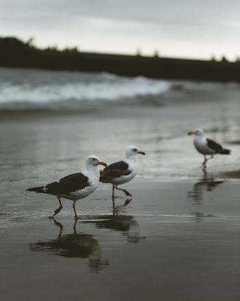 Three Birds Standing on Seashore
