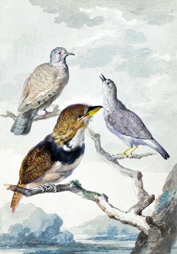 Three birds, two Inca Pigeons and a collared… | Free public domain illustration