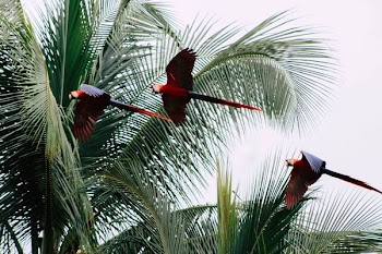 three blue-and-red macaws flying near coconut trees