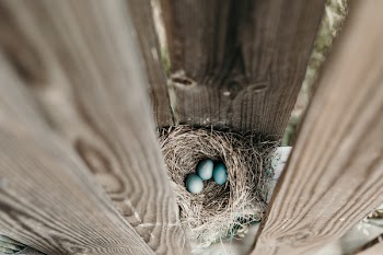 Three Blue Eggs In Nest