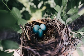 three blue eggs on nest