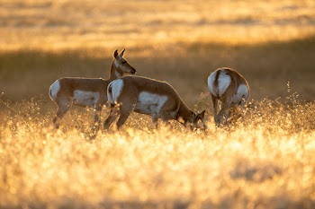 Three Brown-and-white Deer Grazing on Field