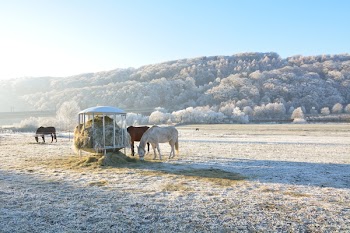 Three Brown and White Horses Beside Grasses