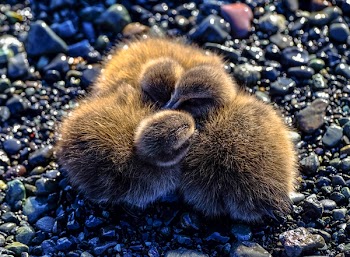Three Brown Ducklings on Gray Stones