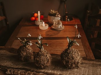 Three Brown Flower Plant on Table
