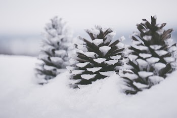 Three Brown Pine Cones On Snow Close-up Photography