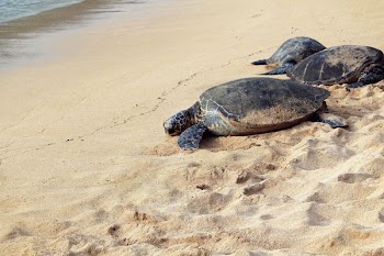 three brown turtles on seashore