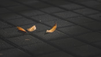 Three Brown Withered Leaves