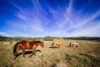 Three Brown, Yellow, and Gray Horses at Field