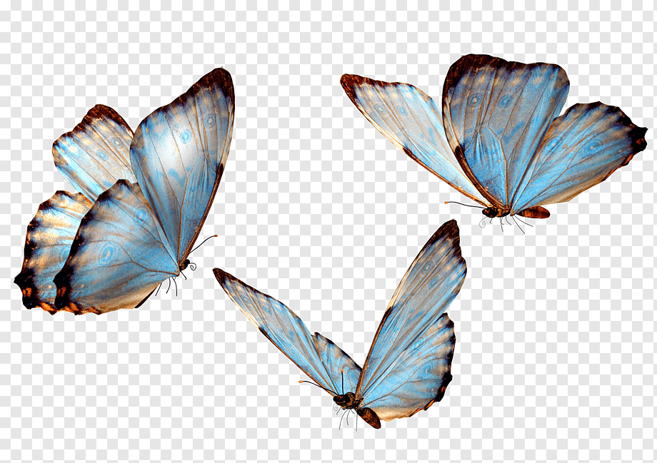 three butterflies, Butterfly, butterfly, butterfly Group, insects, symmetry png