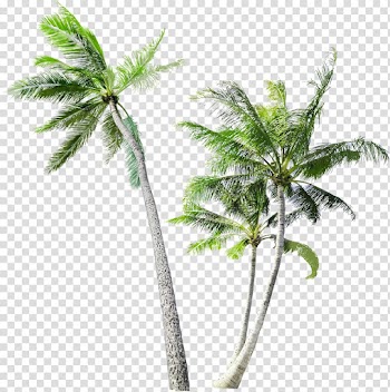 Three coconut trees, Arecaceae Tree Coconut Trunk, coconut tree transparent background PNG clipart