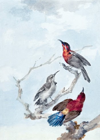 Three Crimson Sunbirds (1780) painting in… | Free public domain illustration