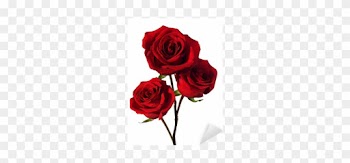 Three Dark Red Roses With Water Drops Isolated On White - Dark Red Roses