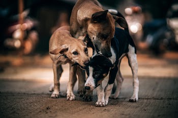 Three Dogs Playing on Gray Concrete Pavement in Selective Focus Photography