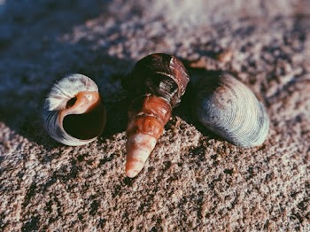 Three Gray Seashells