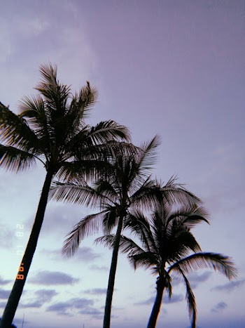 Three Green Coconut Trees