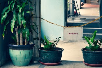 Three Green-leafed Plants On Colored Planters Indoors Behind A No Entry Sign Hanging On A Chain