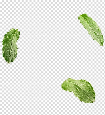 Three green leaves with water dew illustration, Leaf vegetable Herb, Mint transparent background PNG clipart