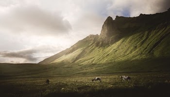 three horses on grasses