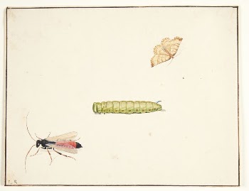 Three insect studies by Pieter | Free Photo - rawpixel