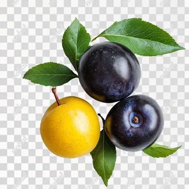 Three Juicy Black and Yellow Plums with Green Leaves