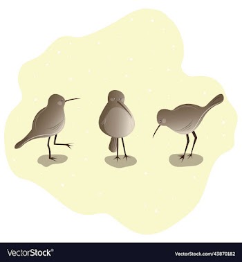 three kiwi birds on a light background bird