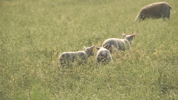 Three Lambs on Grass Field