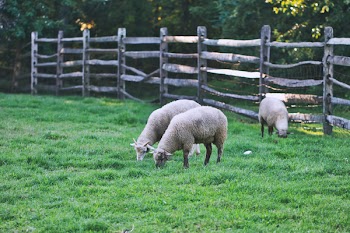 Three Lamp on Green Field