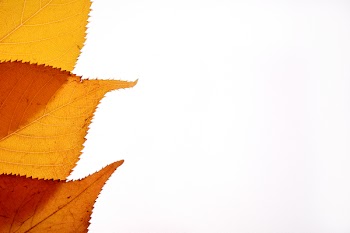 three_leaves.jpg